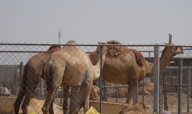 Mercado de Camelos (importados), Doha